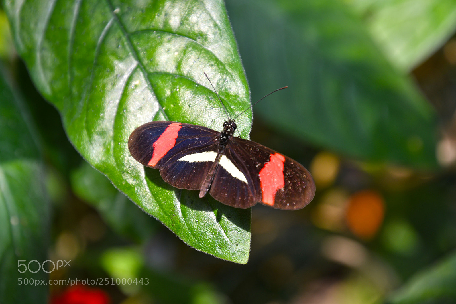 Nikon D7500 sample photo. Insel mainau - butterfly photography