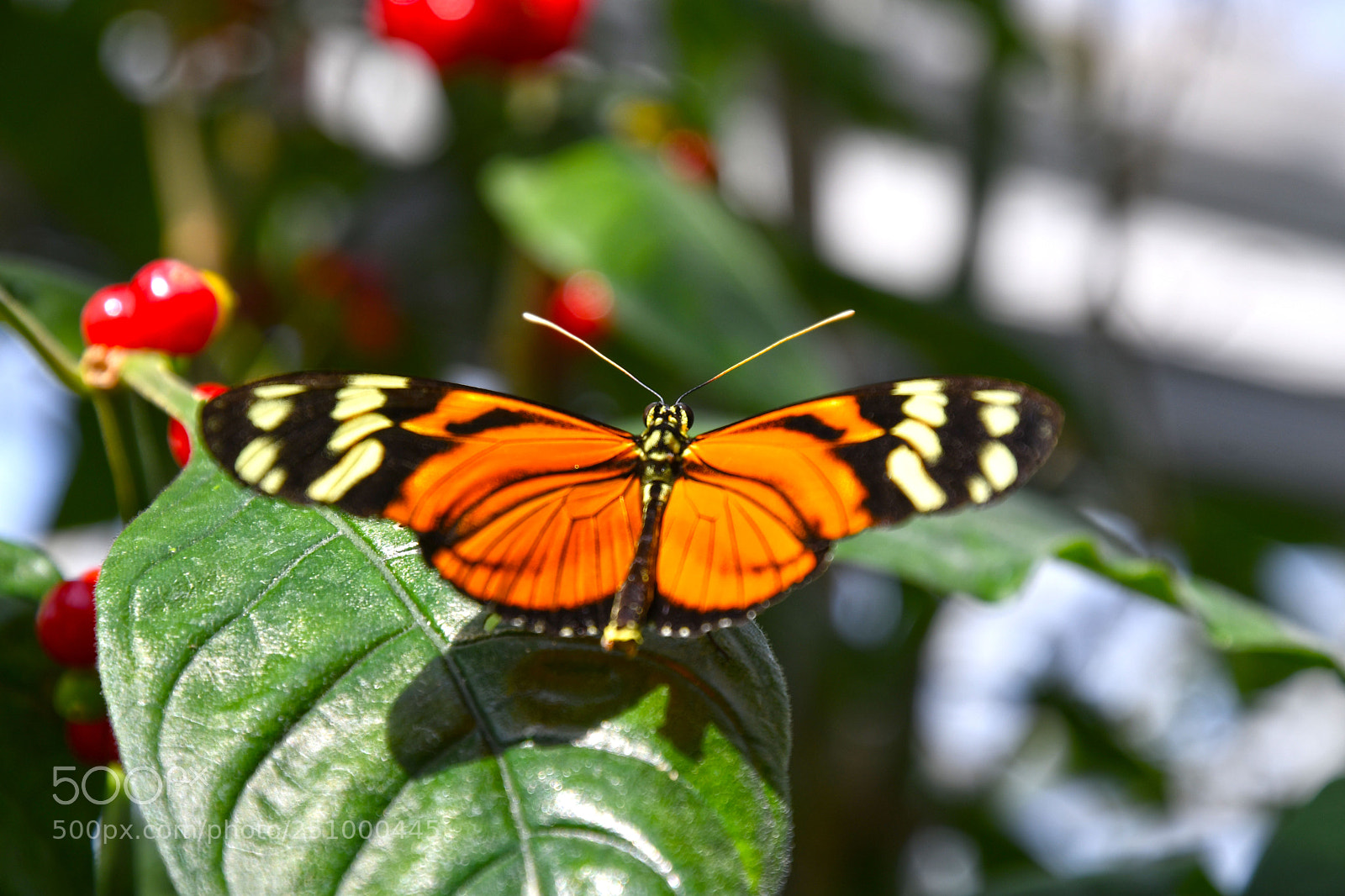 Nikon D7500 sample photo. Insel mainau - butterfly photography