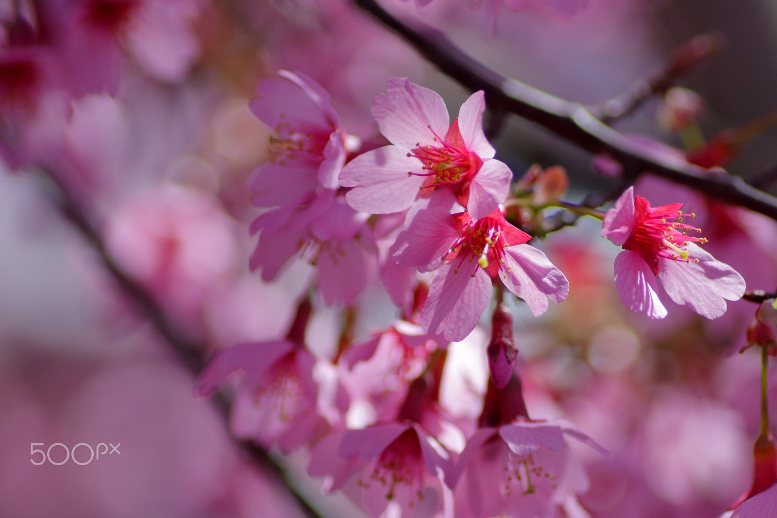 Canon EOS 100D (EOS Rebel SL1 / EOS Kiss X7) + Tamron SP AF 90mm F2.8 Di Macro sample photo. Okame cherry photography