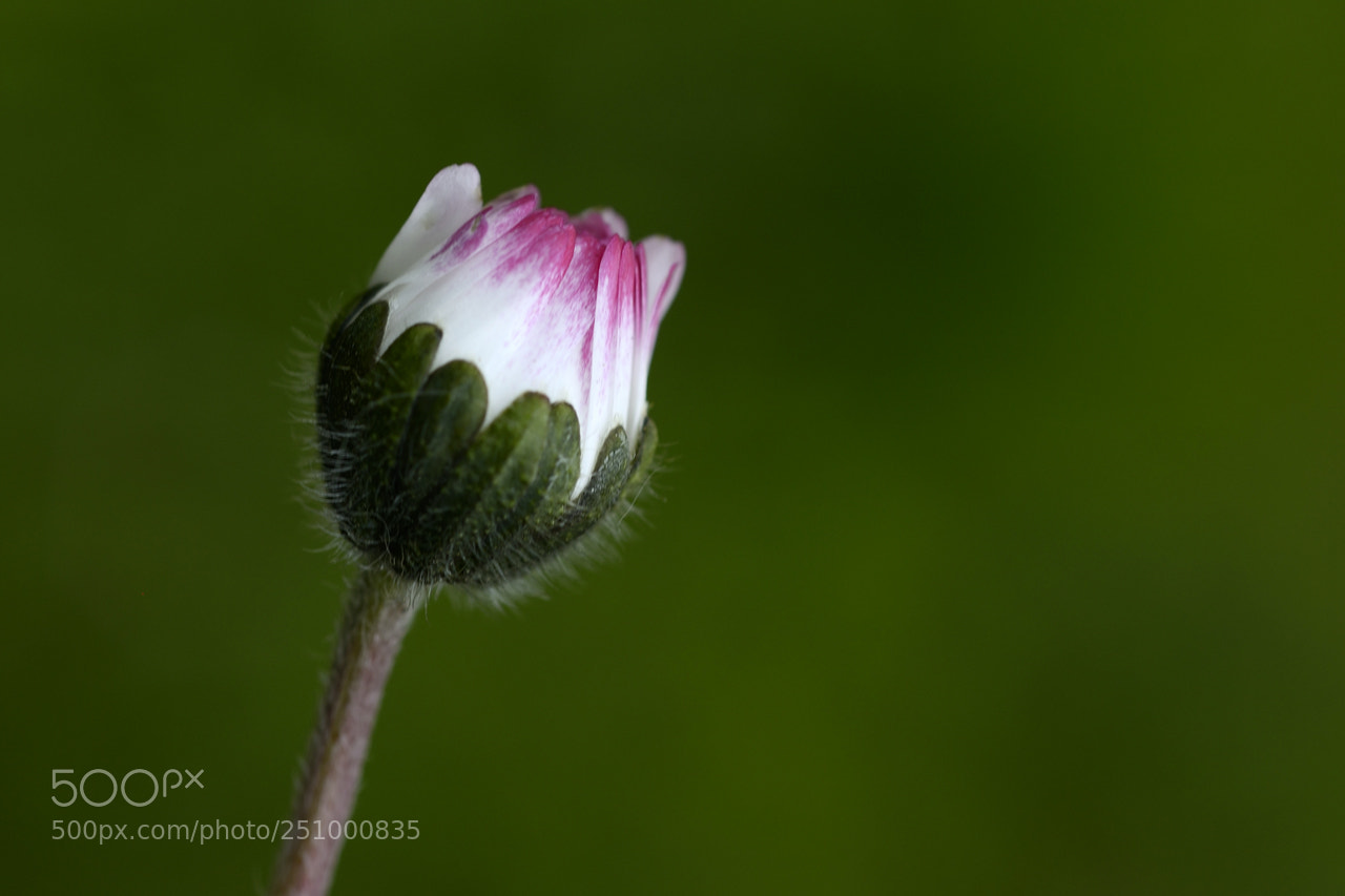 Nikon D800 sample photo. Little flower photography