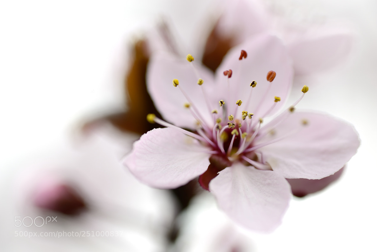 Nikon D800 sample photo. Little flower photography