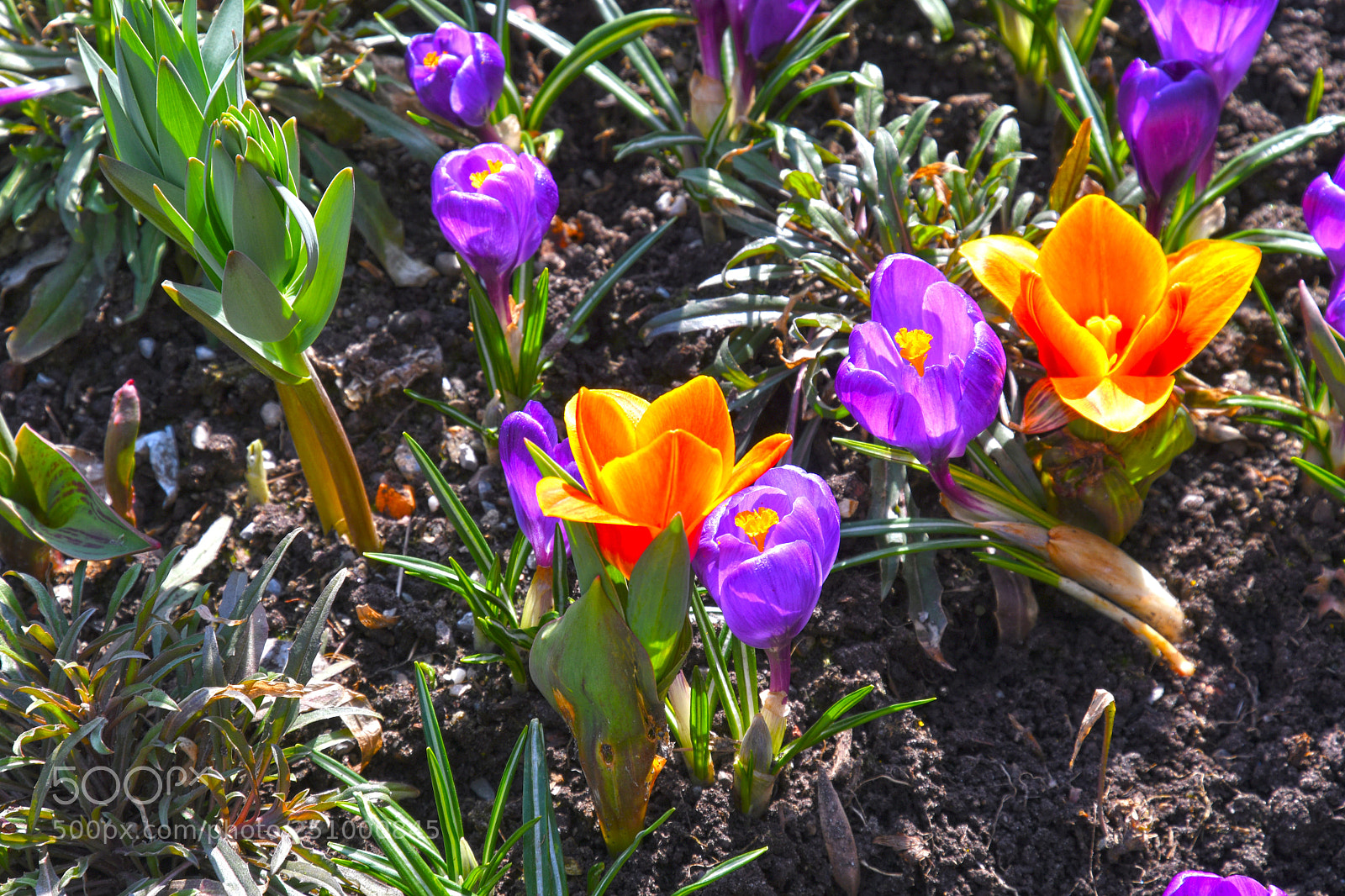 Nikon D7500 sample photo. Flower island mainau in photography