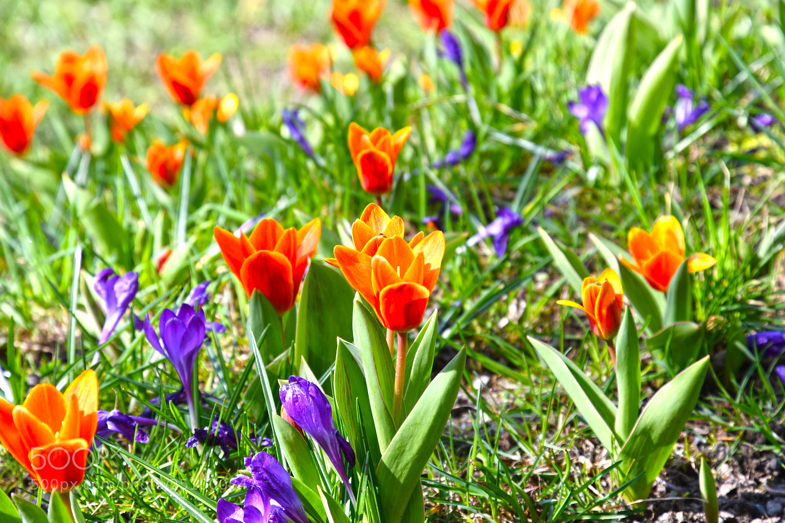 Nikon D7500 sample photo. Flower island mainau in photography