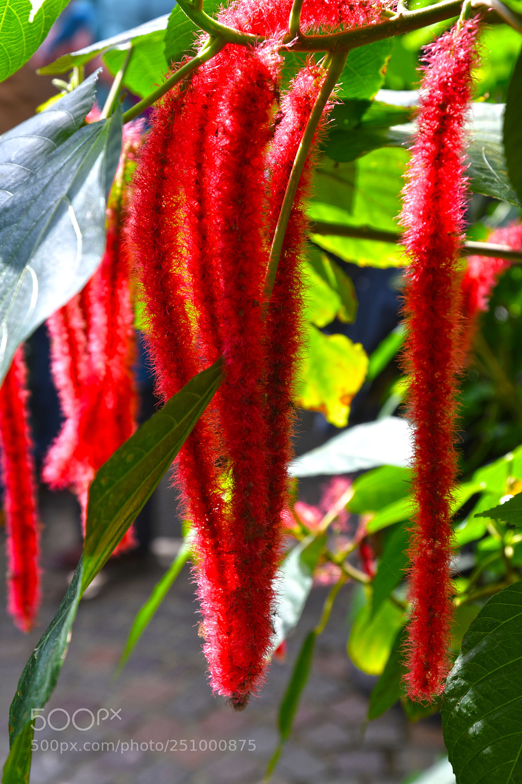 Nikon D7500 sample photo. Flower island mainau in photography