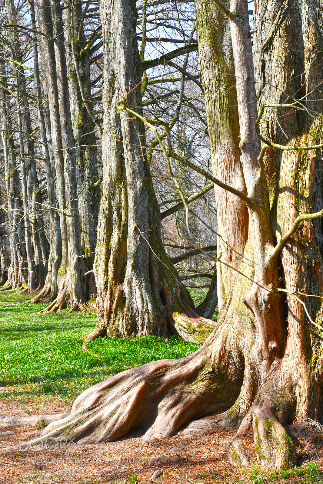Nikon D7500 sample photo. Flower island mainau in photography