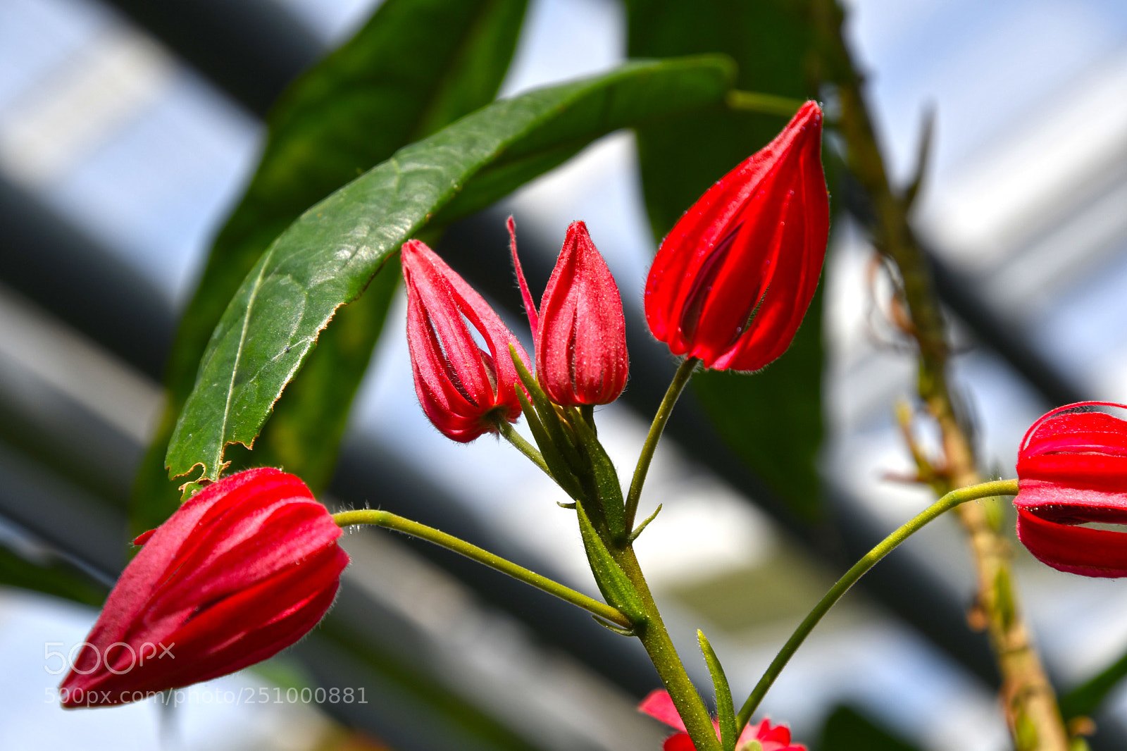 Nikon D7500 sample photo. Flower island mainau in photography