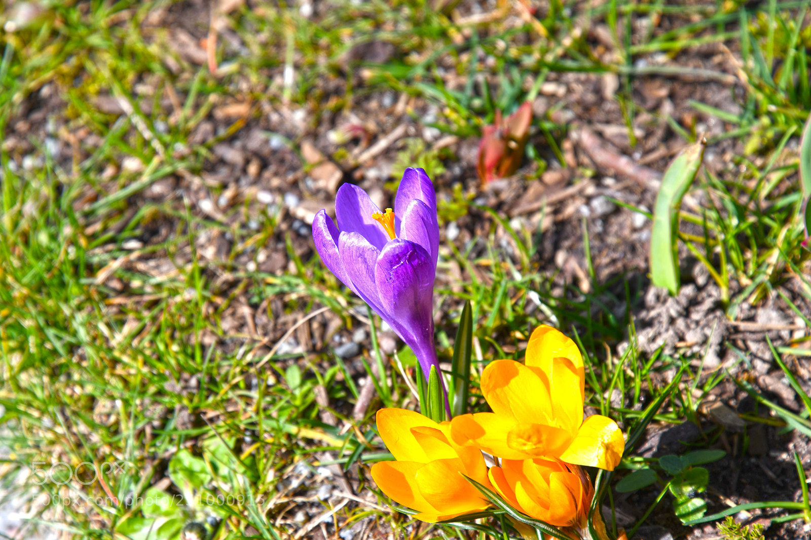 Nikon D7500 sample photo. Flower island mainau in photography