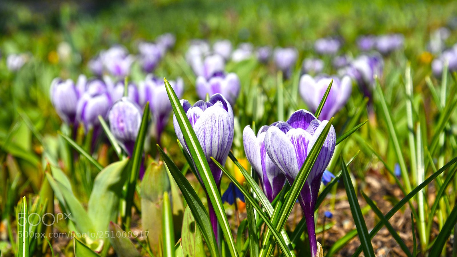 Nikon D7500 sample photo. Flower island mainau in photography
