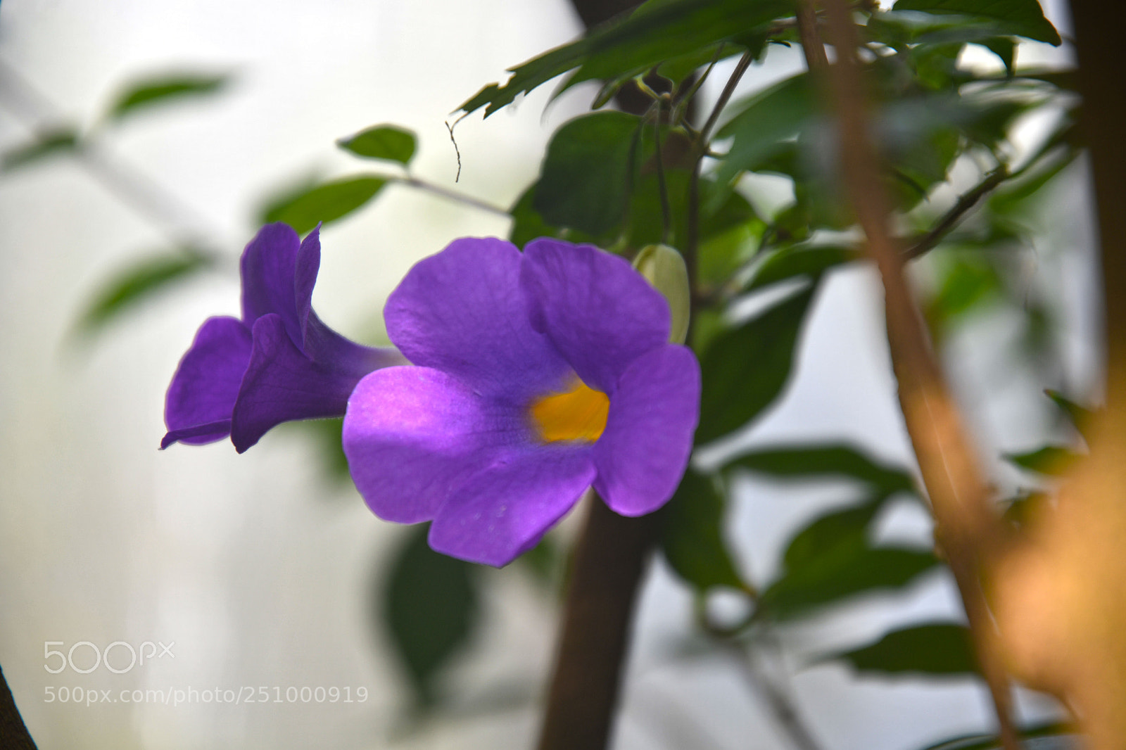 Nikon D7500 sample photo. Flower island mainau in photography
