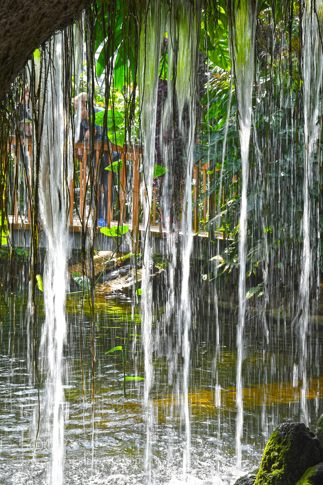Nikon D7500 sample photo. Flower island mainau in photography