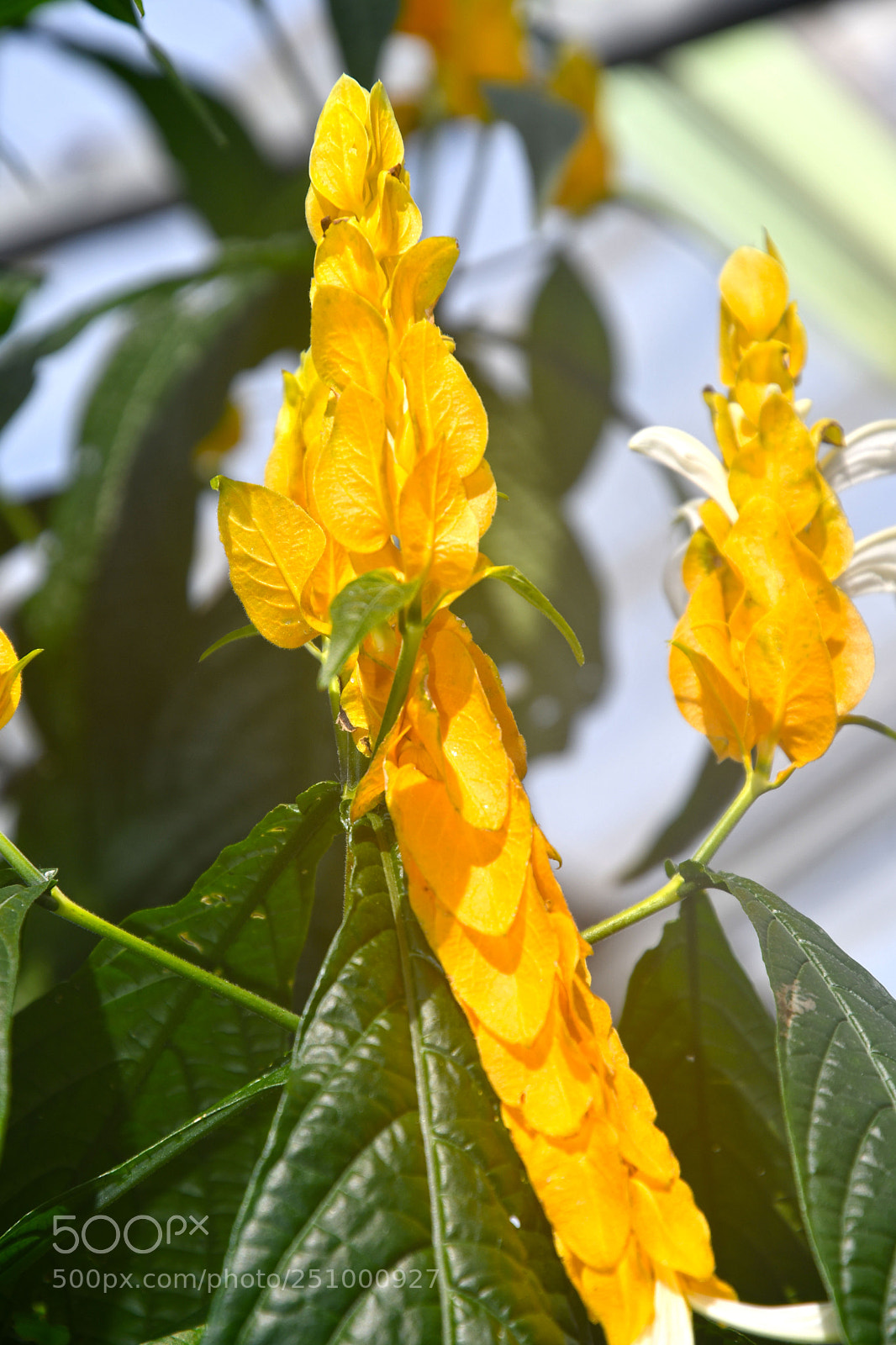 Nikon D7500 sample photo. Flower island mainau in photography