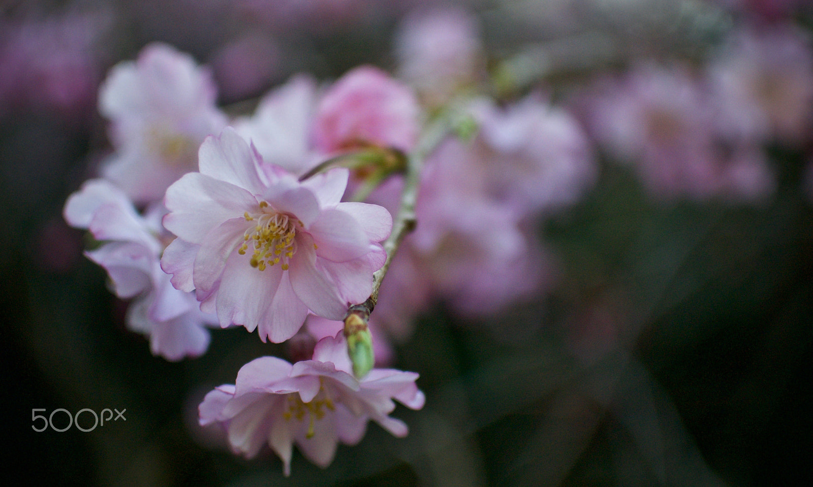 Nikon 1 J2 sample photo. Cherry blossoms photography