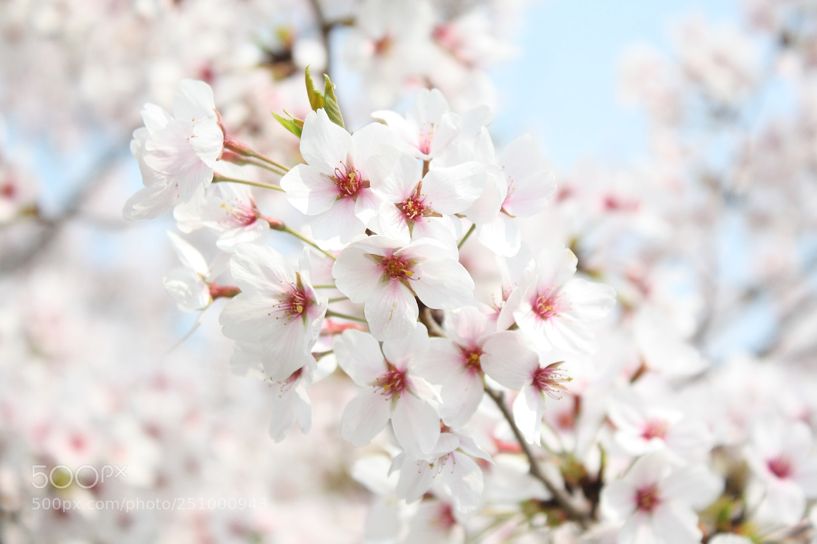 Canon EF-S 18-55mm F3.5-5.6 IS sample photo. Untitled photography
