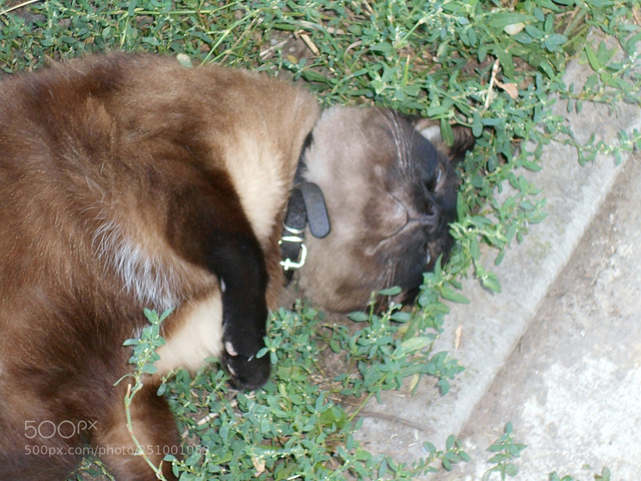 Nikon Coolpix A100 sample photo. Cf aorig photography