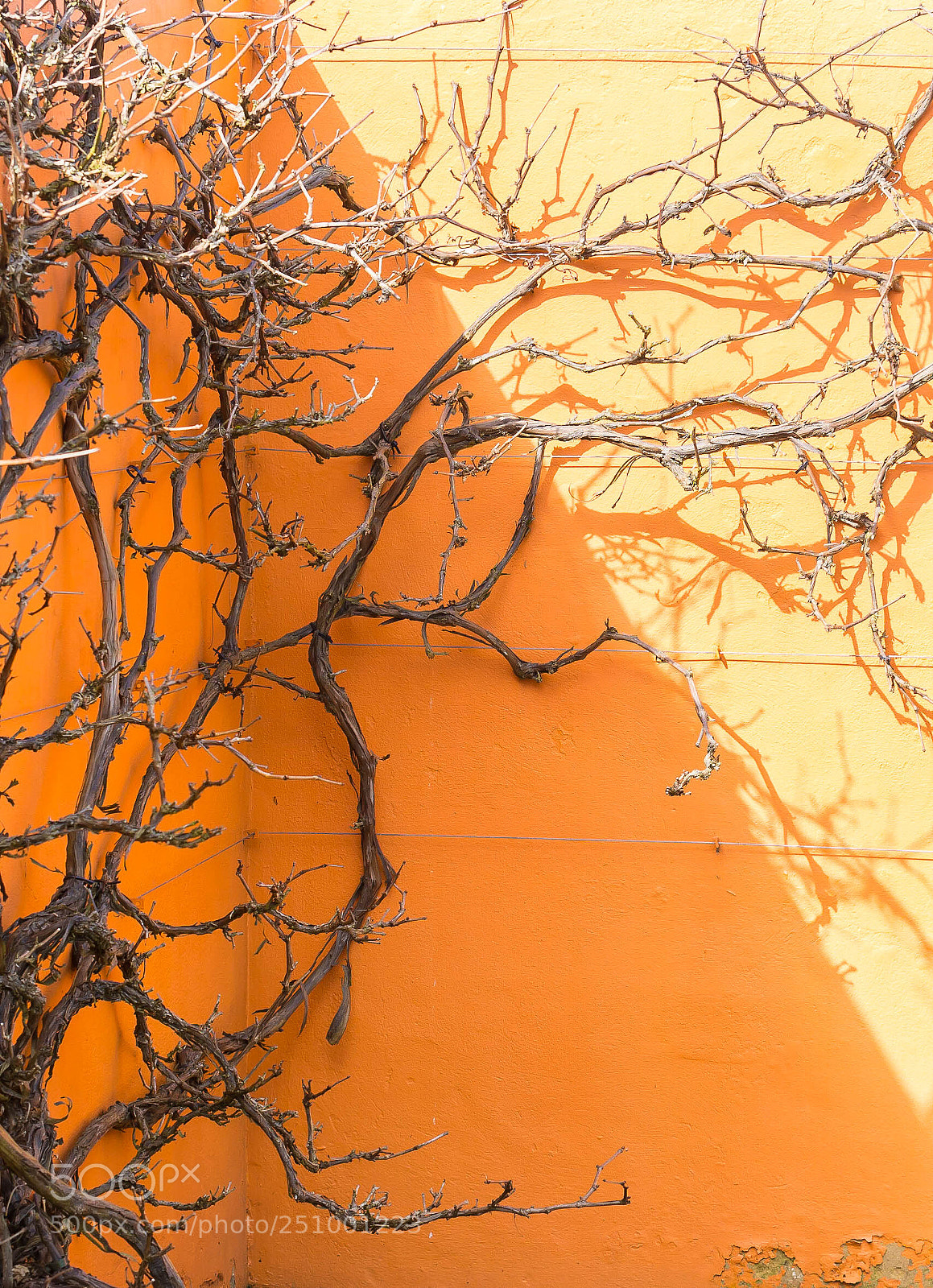 Nikon D7100 sample photo. Light and shade photography