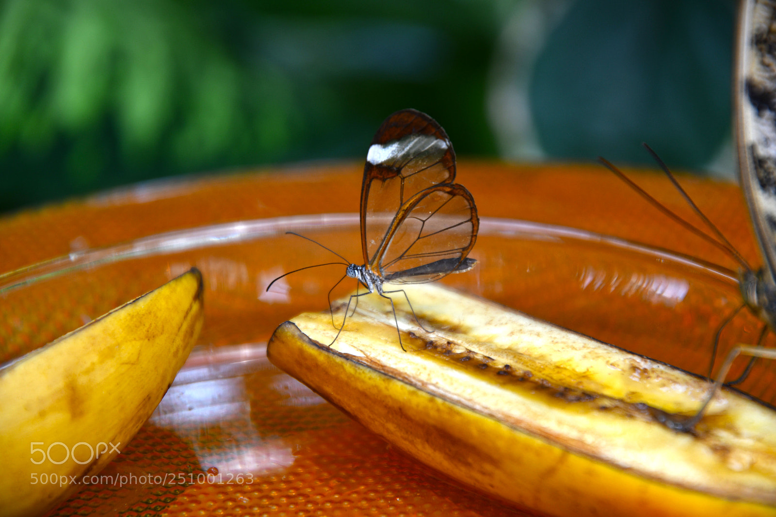 Nikon D7500 sample photo. Insel mainau - butterfly photography