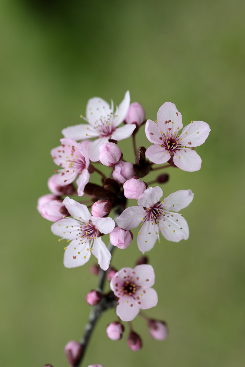 Nikon AF Micro-Nikkor 60mm F2.8D sample photo. Prunus photography