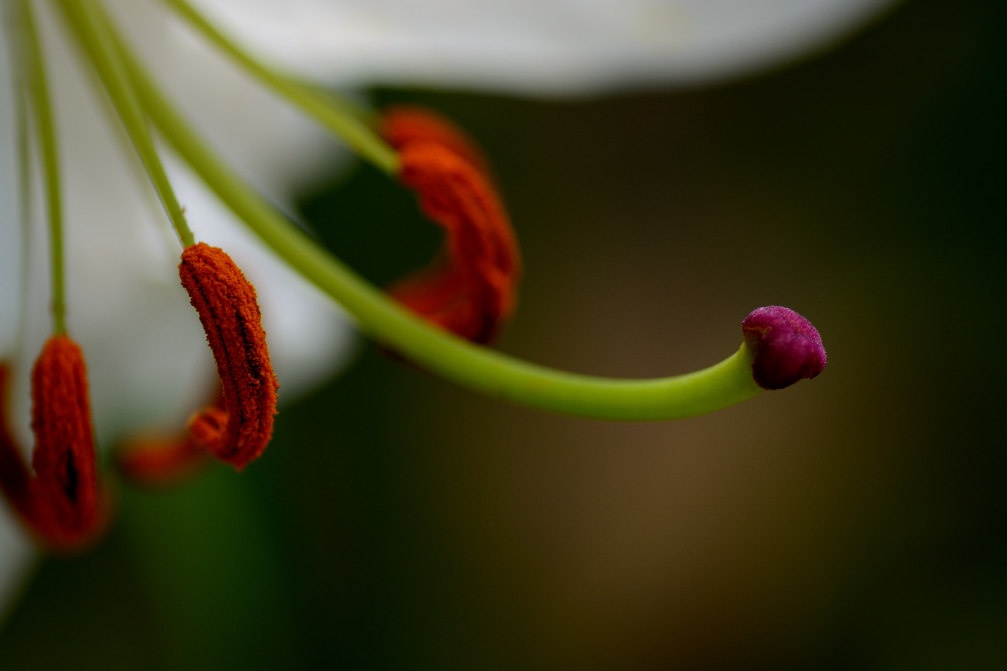 Nikon D7100 sample photo. Lily photography