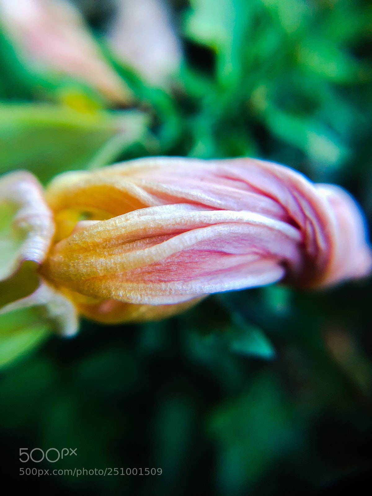 Apple iPhone X sample photo. Entwined photography