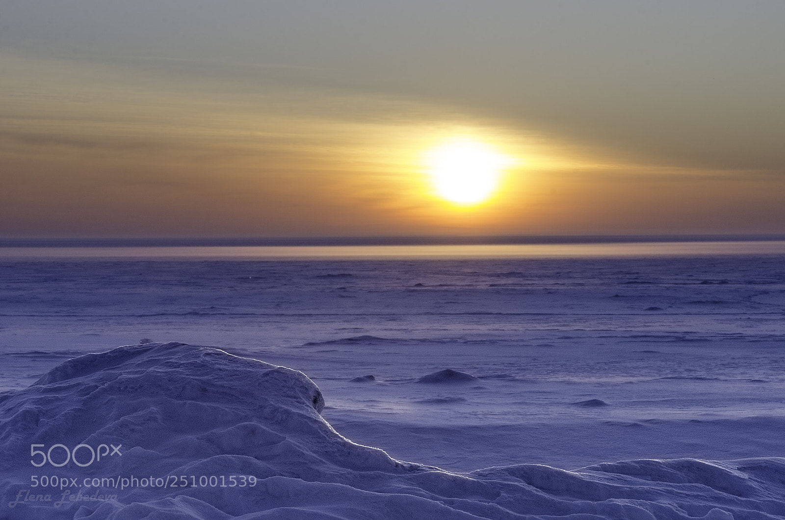 Nikon D7000 sample photo. Golden eye photography