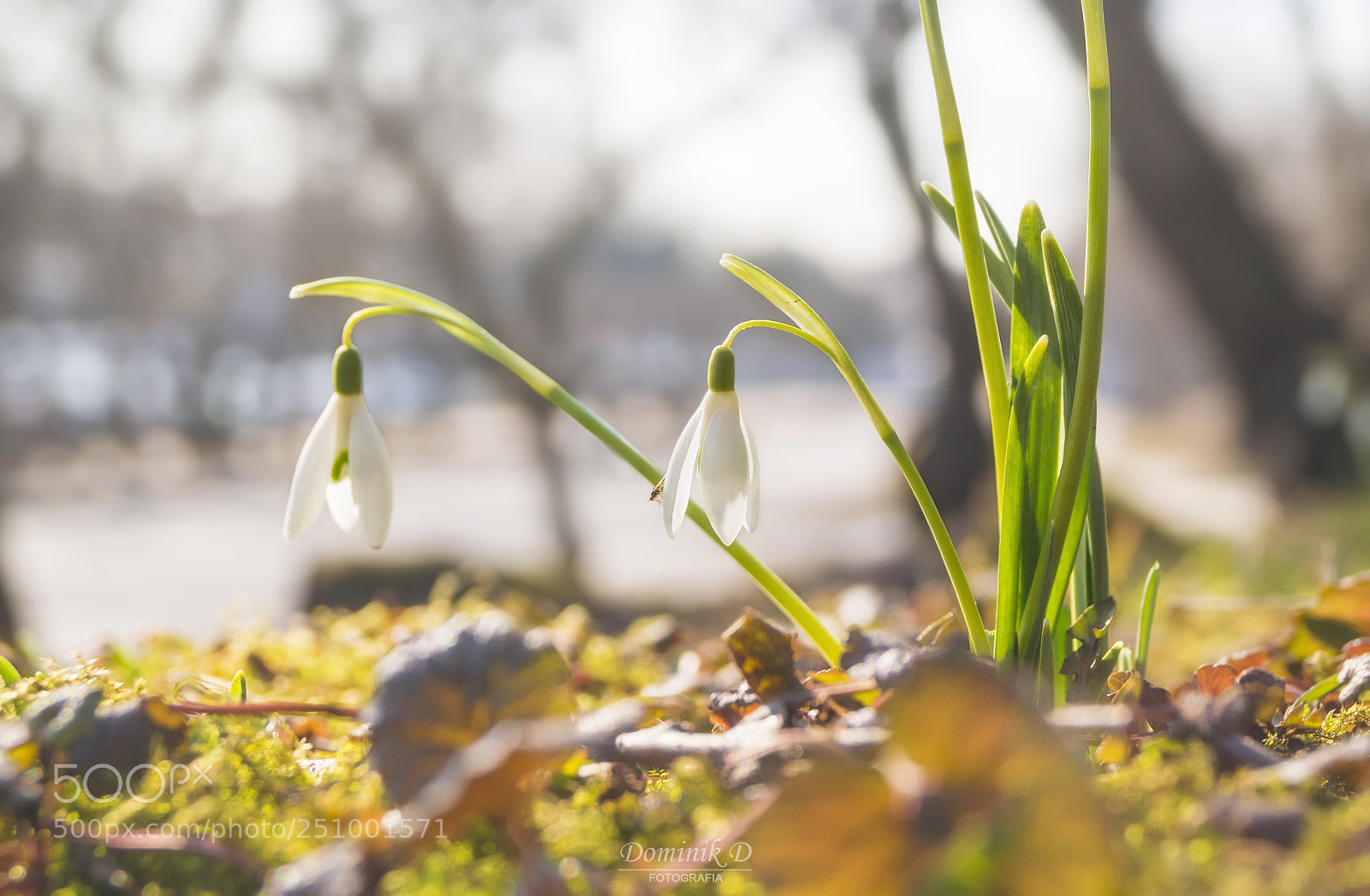 Sony SLT-A58 sample photo. Snowdrops photography