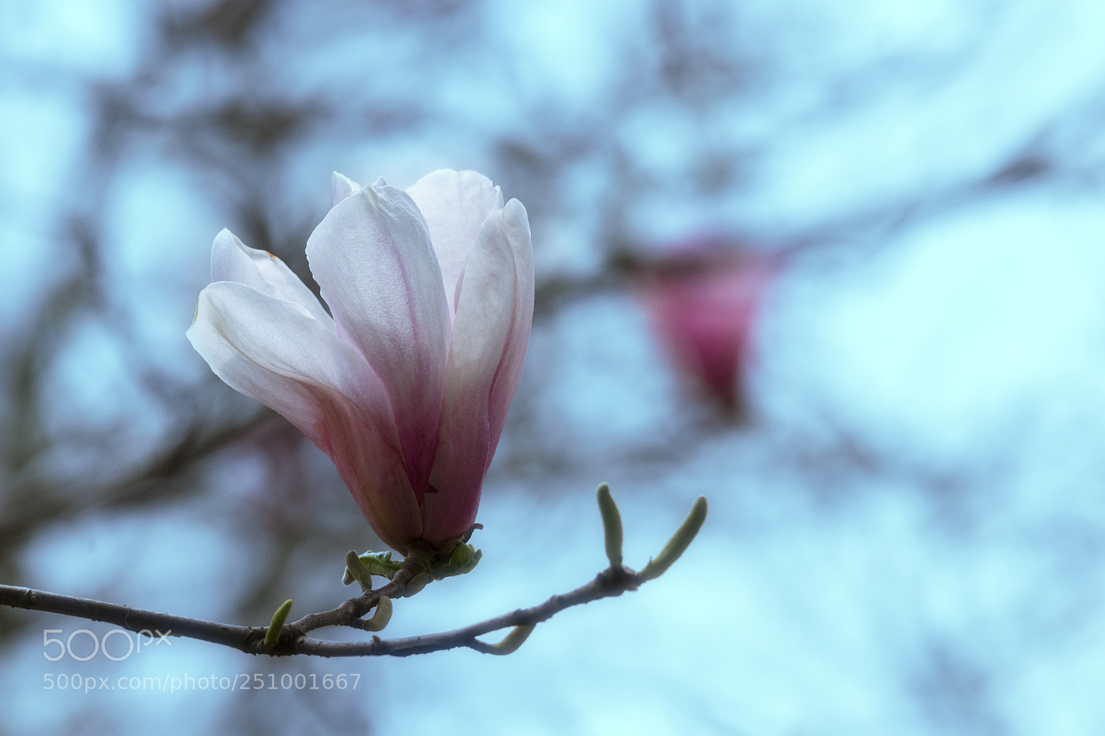 Canon EOS 80D sample photo. Yulan magnolia photography