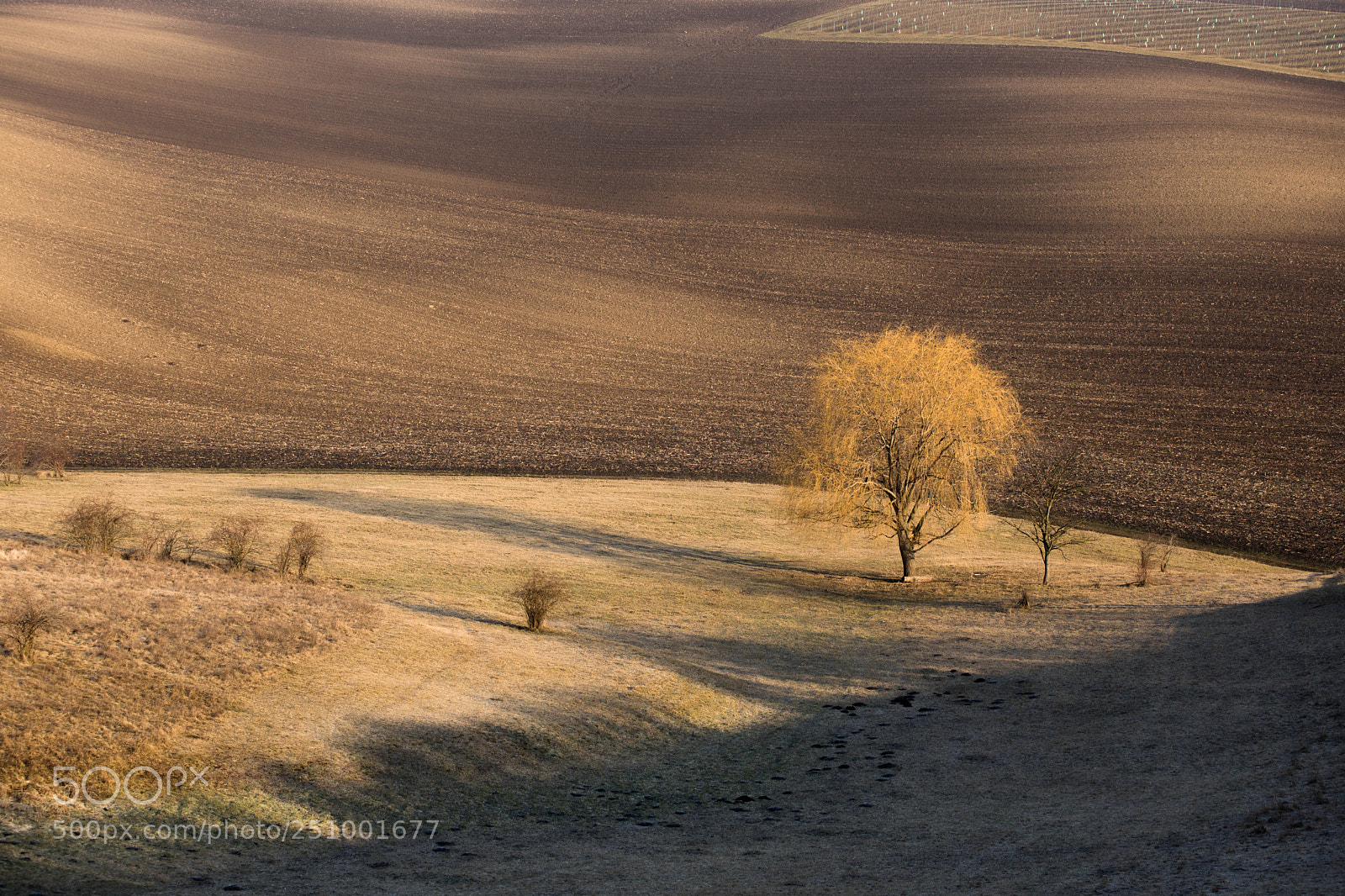 Canon EOS 5D Mark IV sample photo. Lone tree photography