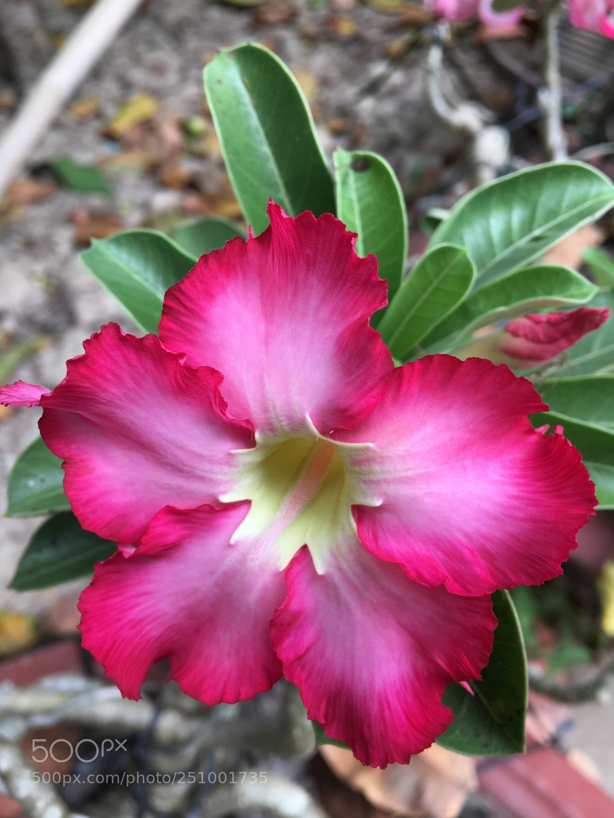 Apple iPhone 6s sample photo. Adenium obesum - apocyanaceae photography