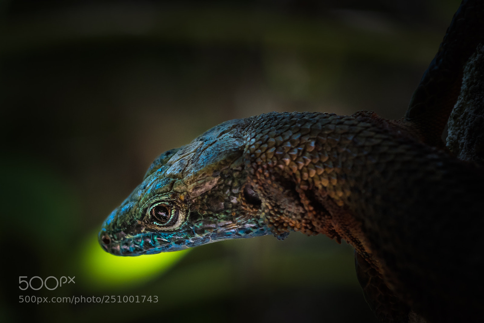 Nikon D500 sample photo. Giant lizard!! photography