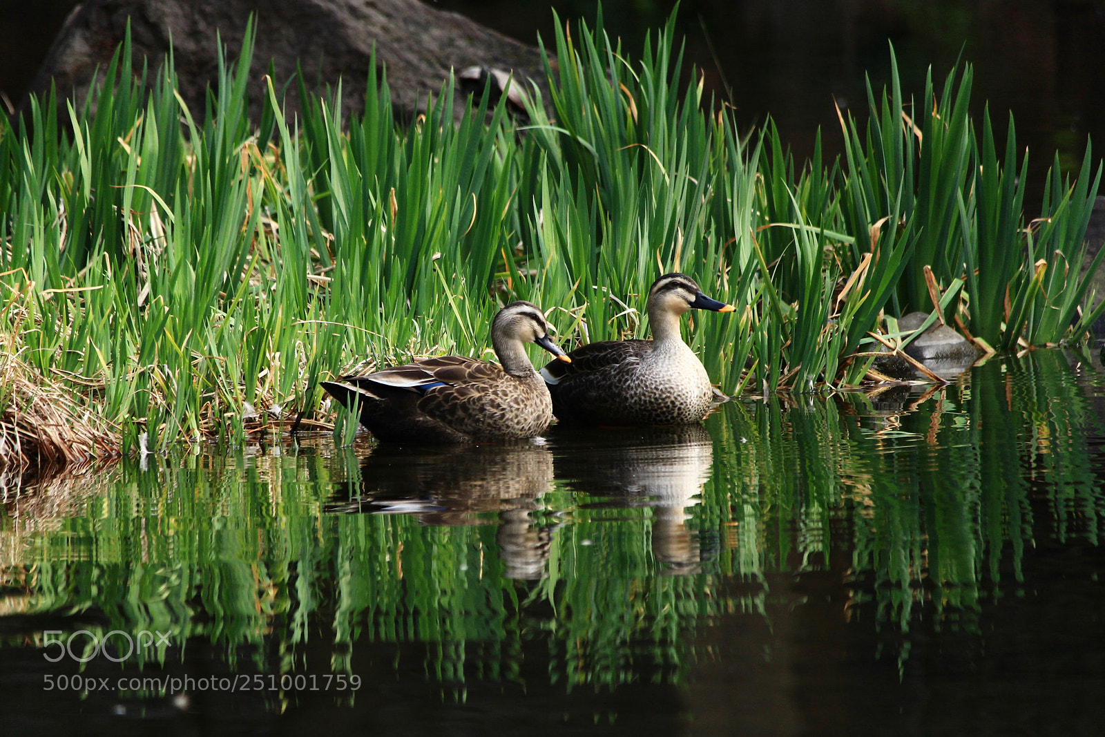 Canon EOS 700D (EOS Rebel T5i / EOS Kiss X7i) sample photo. A peaceful moment... photography