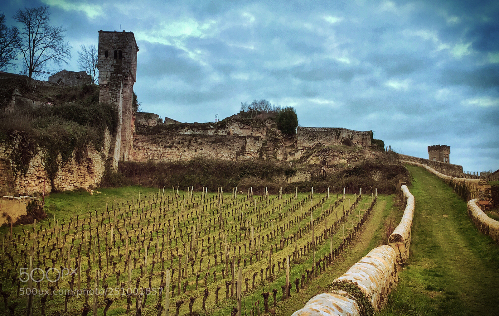 Apple iPhone SE sample photo. Vines at saint-Émilion photography