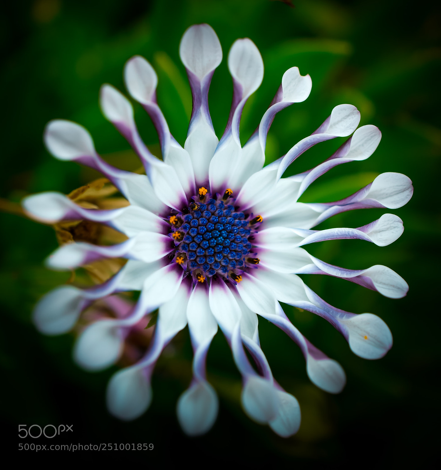 Sony a6000 sample photo. White star photography