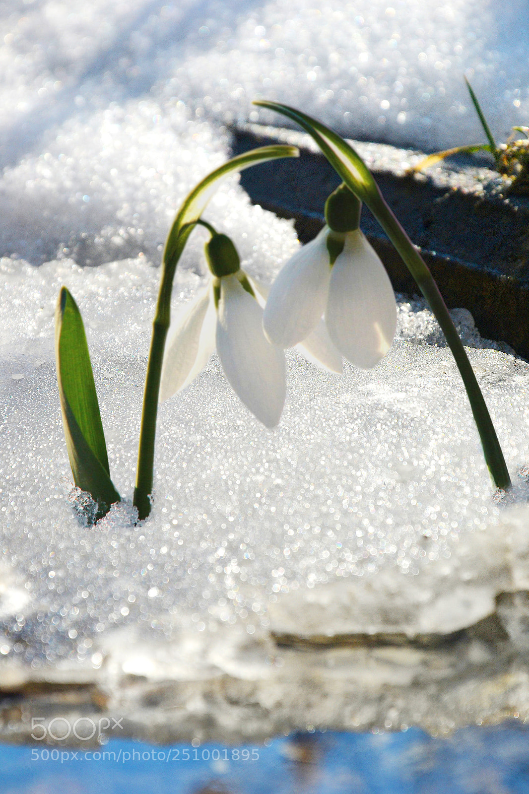Nikon D3100 sample photo. Spring photography