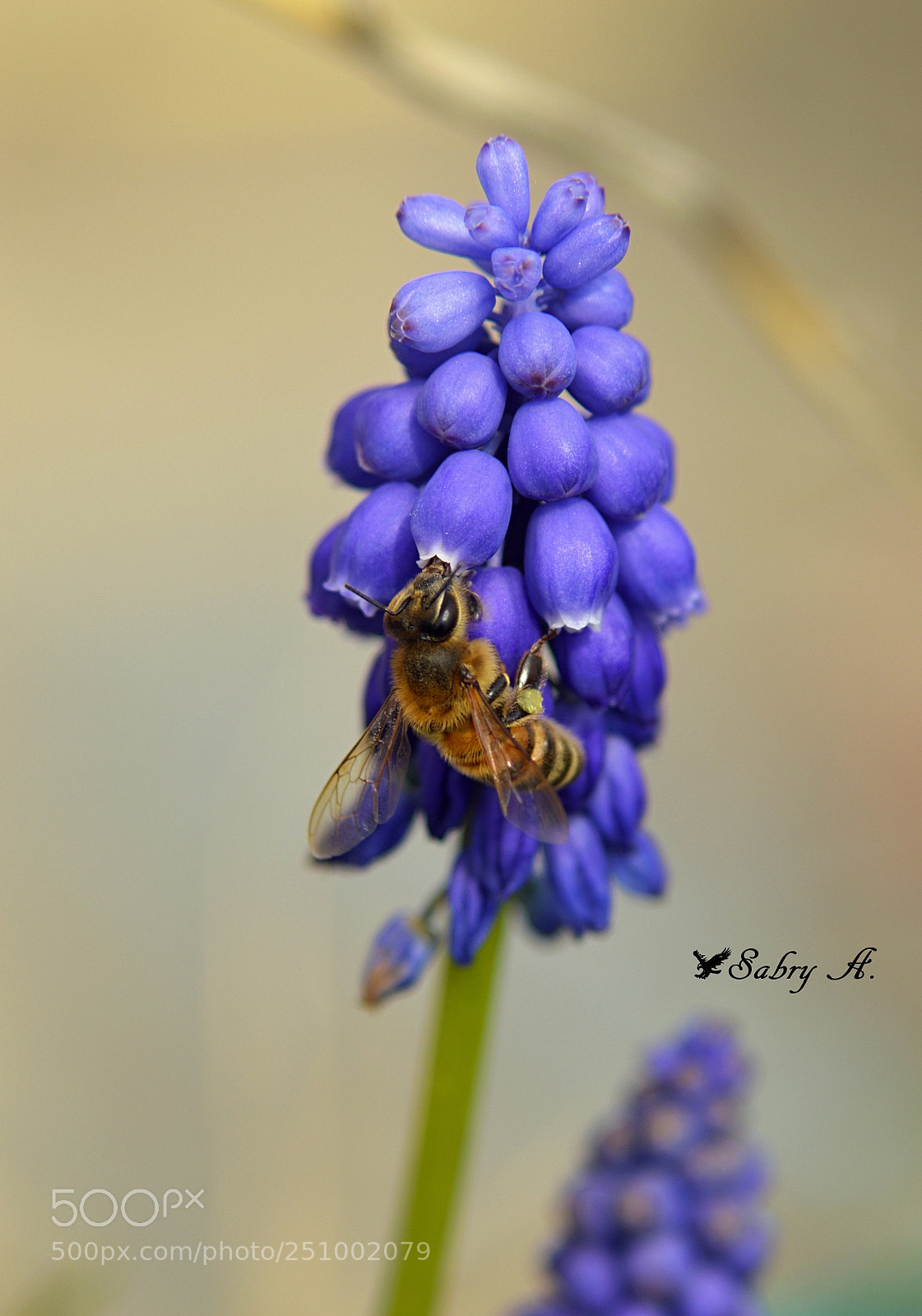 Nikon D3200 sample photo. Spring photography