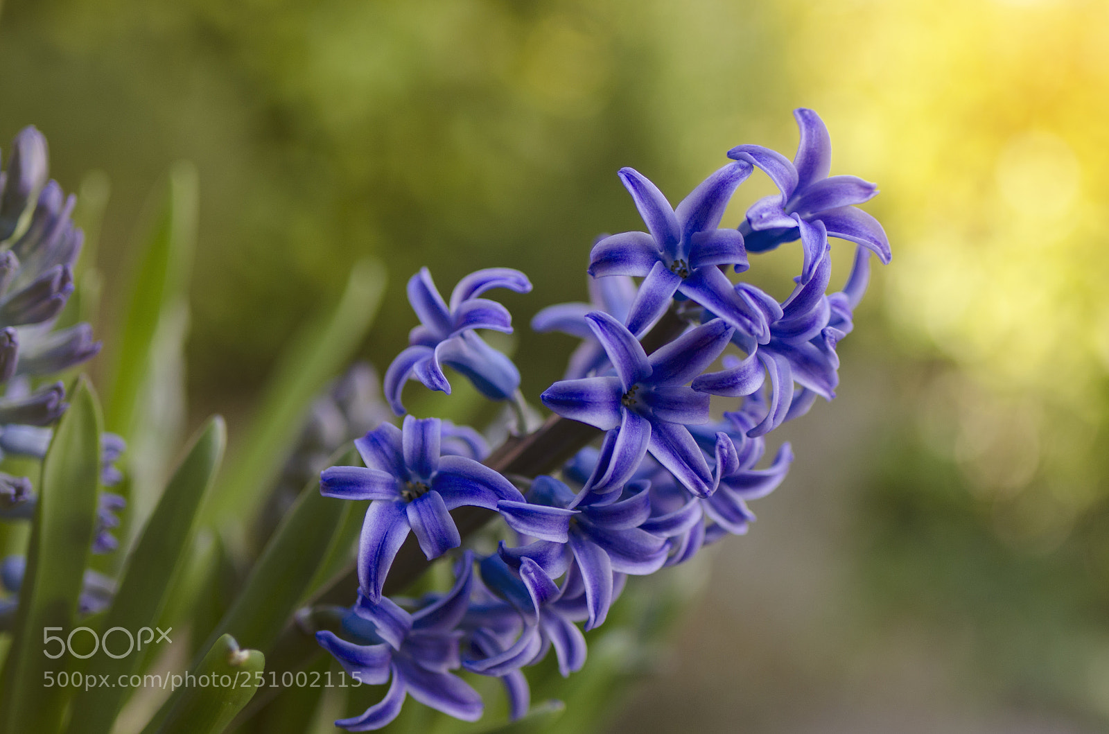 Nikon D5100 sample photo. Blue hyacinth photography