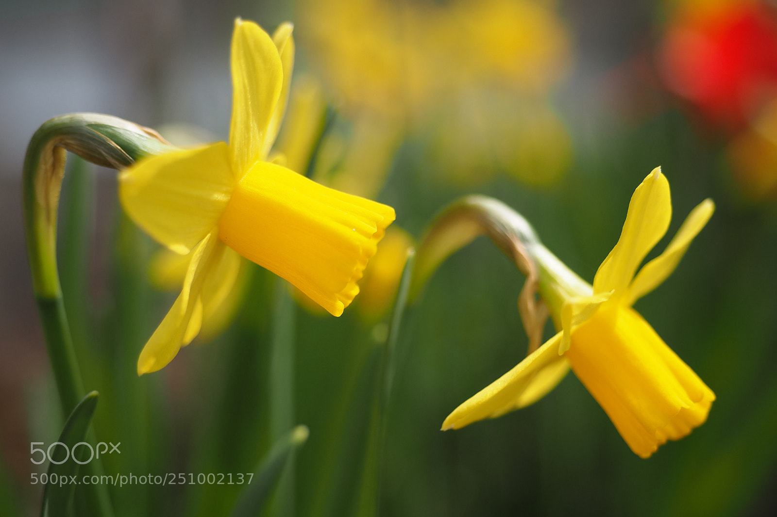 Olympus OM-D E-M1 Mark II sample photo. Spring wind photography