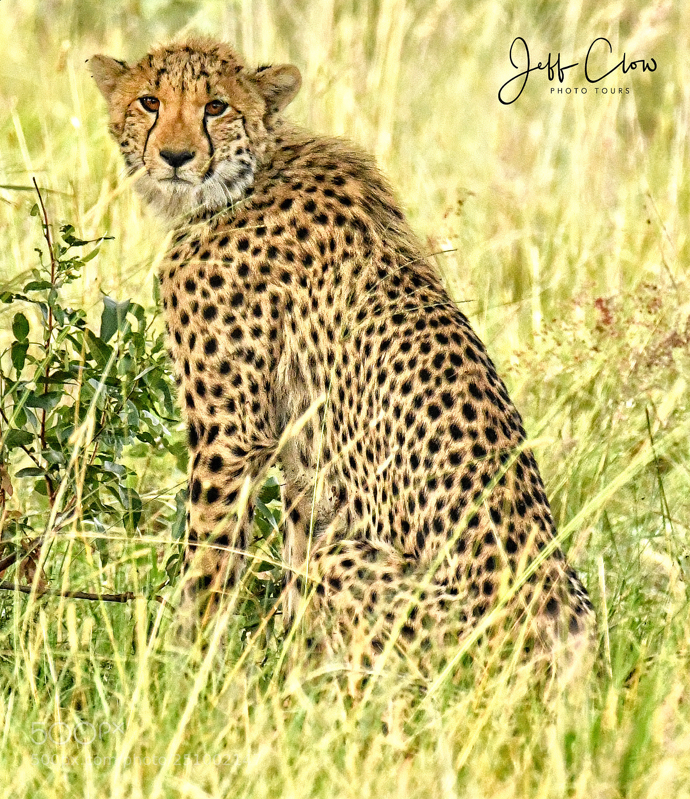Nikon D500 sample photo. Bright eyes photography
