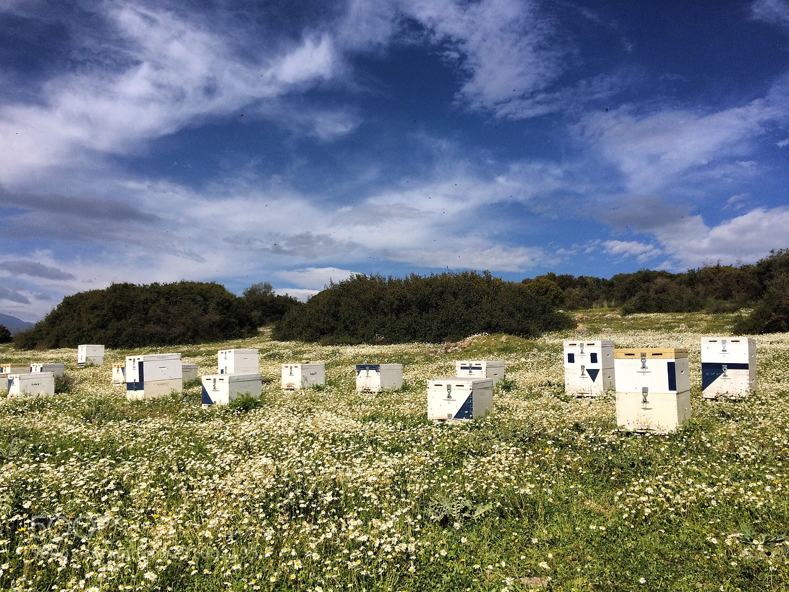 Apple iPhone 5s sample photo. My hives photography