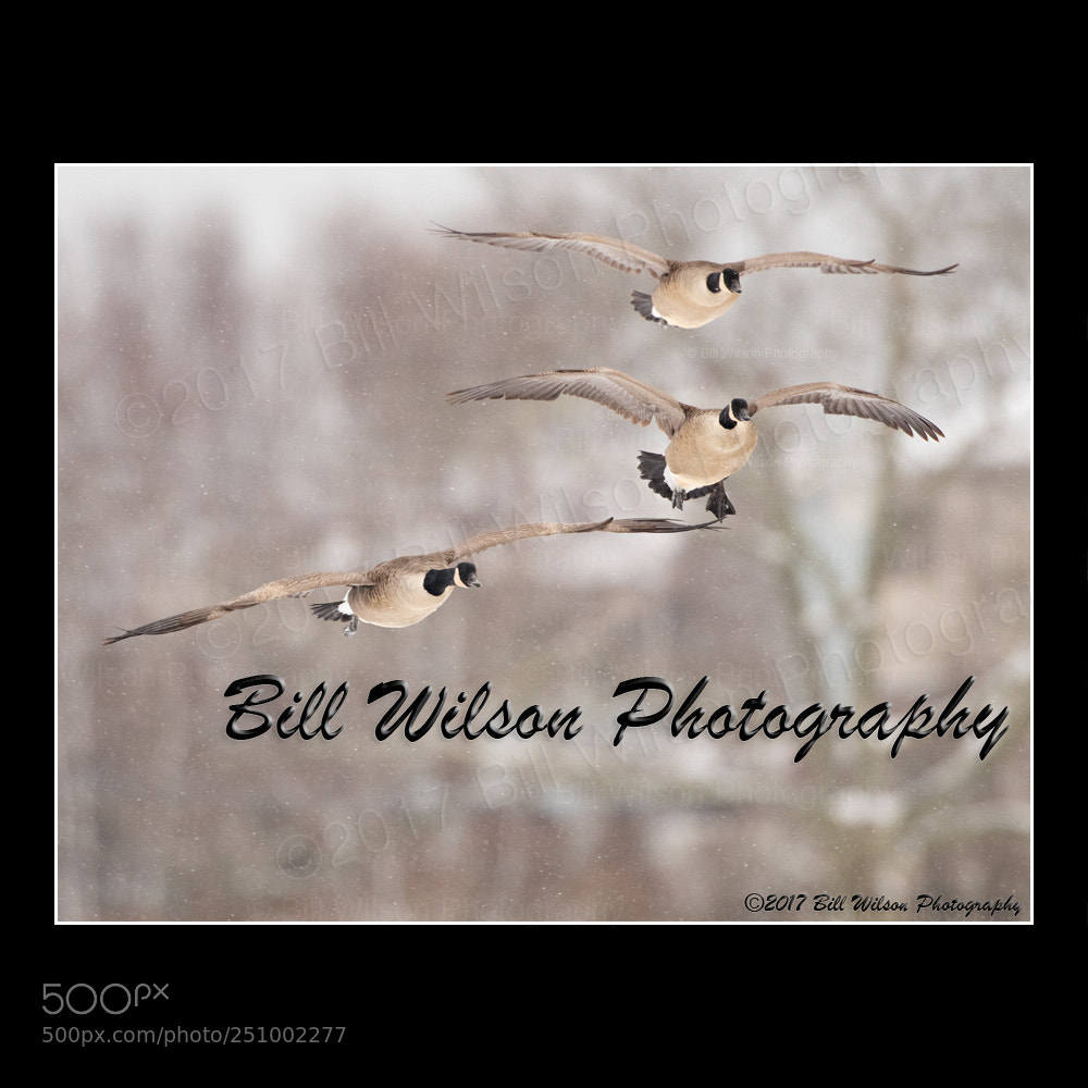 Nikon D500 sample photo. Landing canada geese photography
