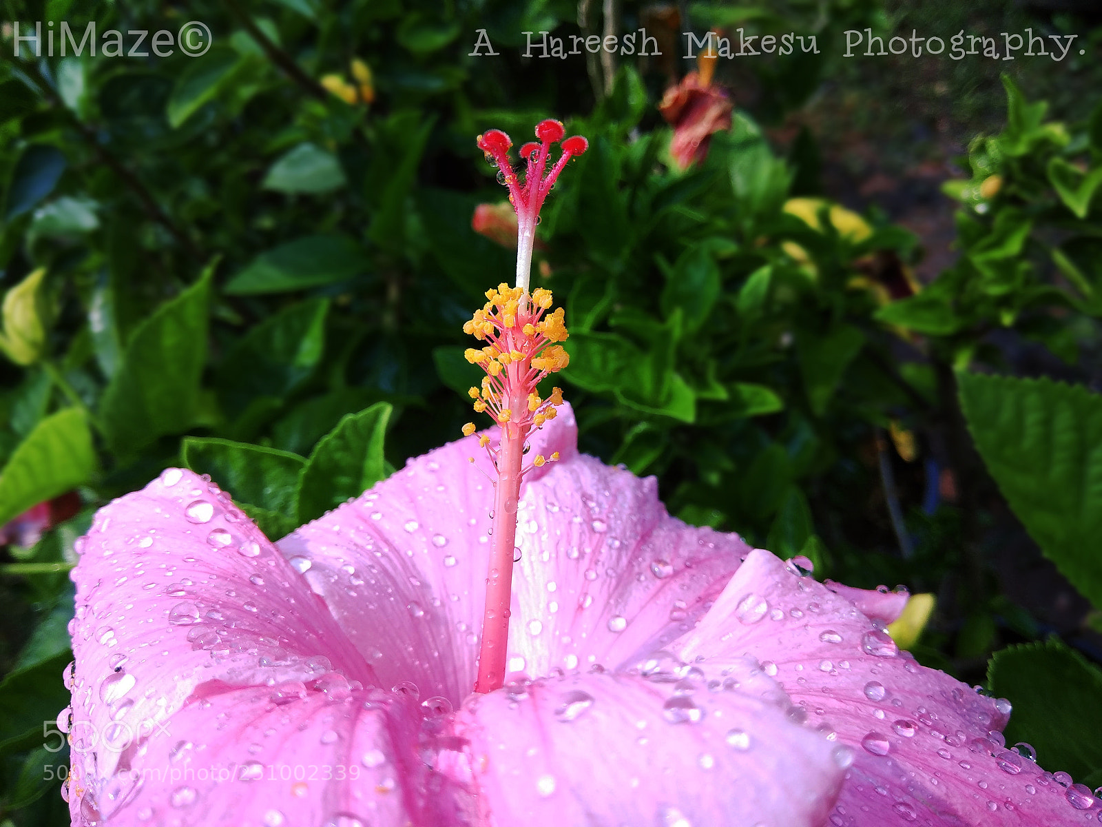 Xiaomi Redmi Note 4 sample photo. Ph:pinkhibuscus photography