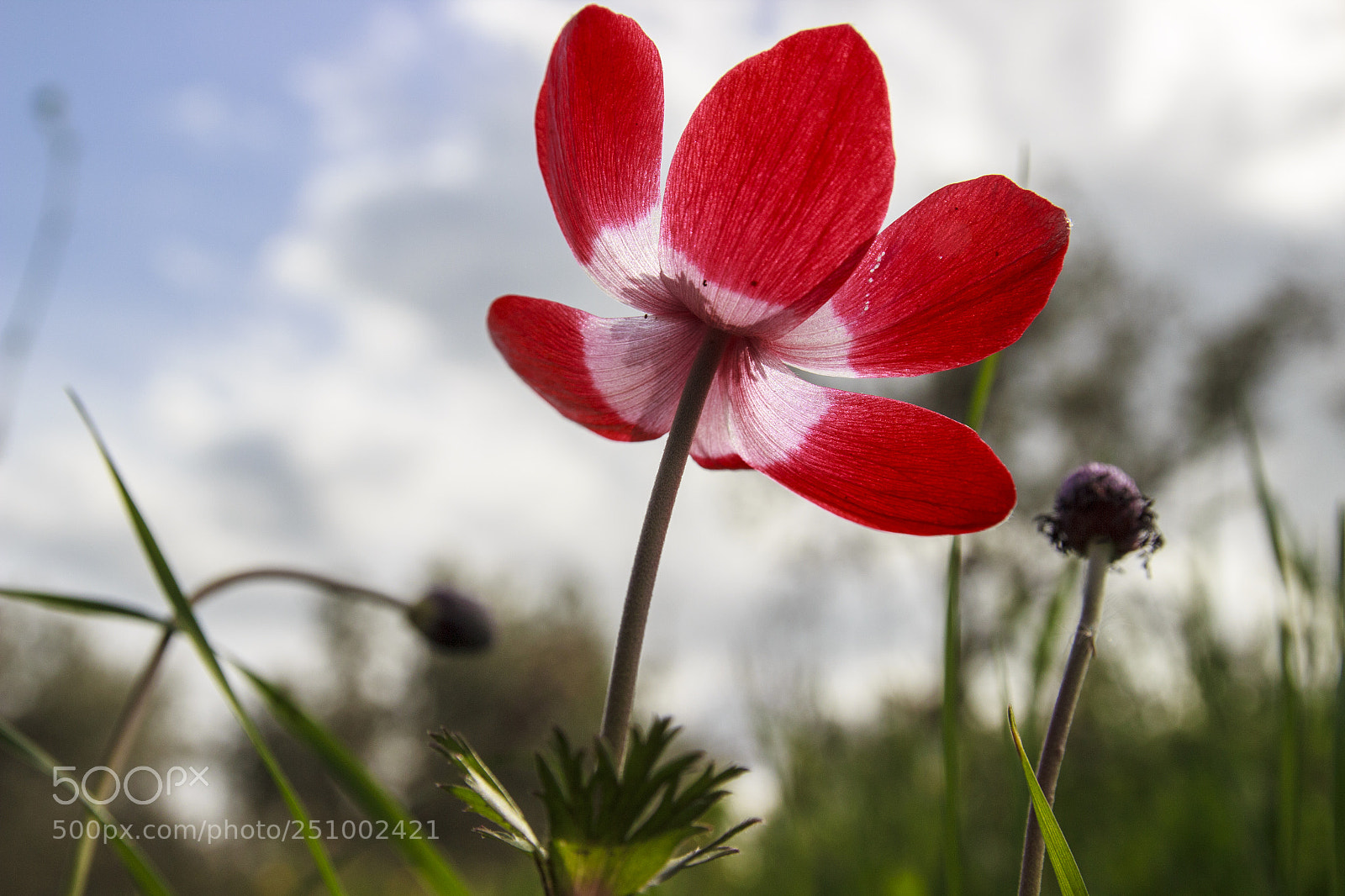 Canon EOS 600D (Rebel EOS T3i / EOS Kiss X5) sample photo. Flower photography