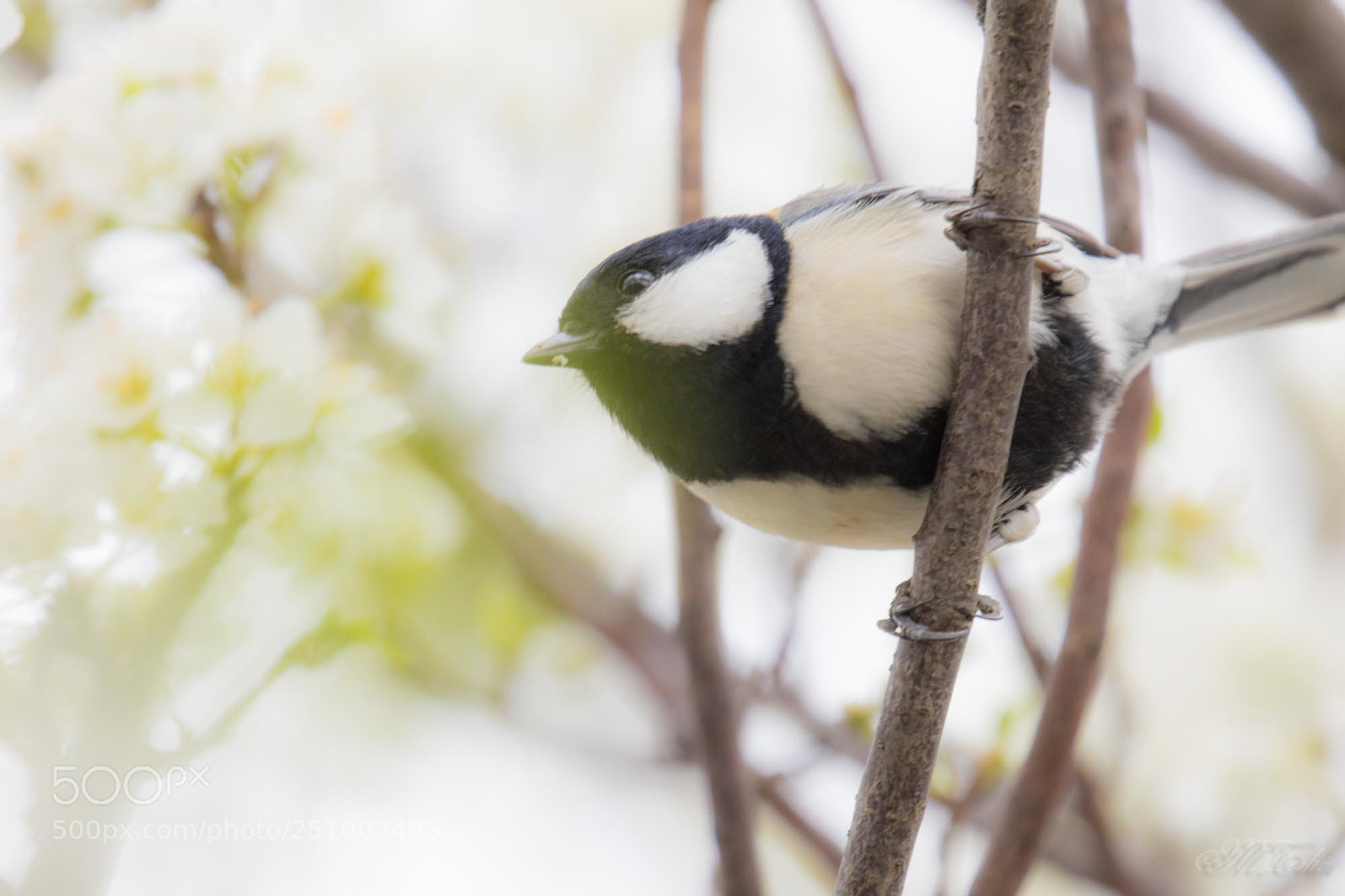 Canon EOS 5D Mark IV sample photo. Parus minor photography