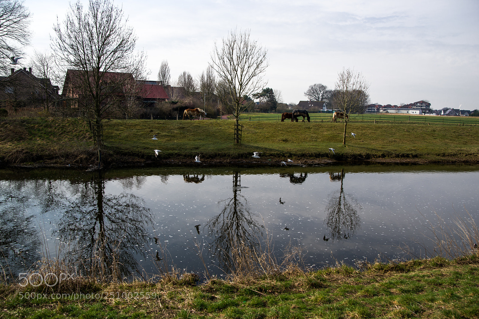 Pentax K-1 sample photo. River birds and horses photography