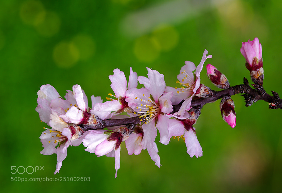 Pentax K20D sample photo. Spring color photography