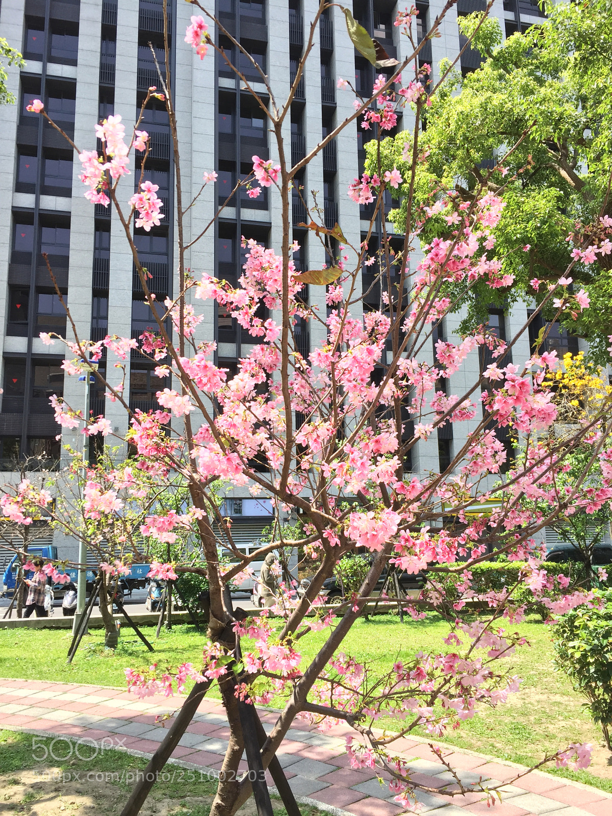 Apple iPhone 6 sample photo. 櫻花 photography