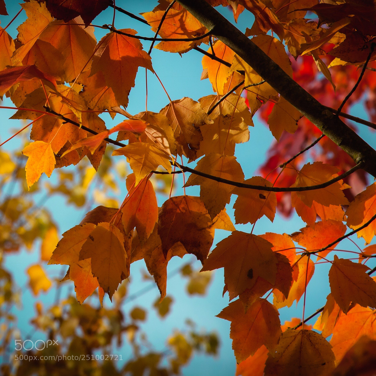 Canon EOS 5D Mark II sample photo. Beautiful autumn photography