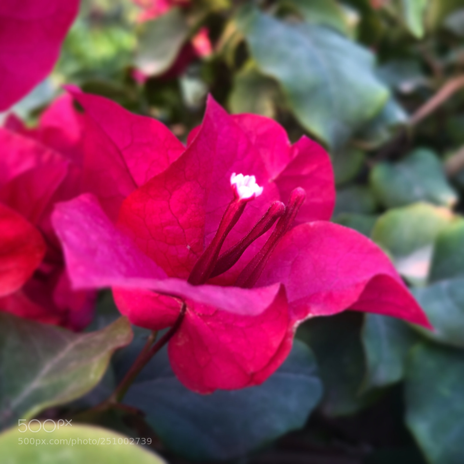 Apple iPhone 8 sample photo. A flower inside a photography