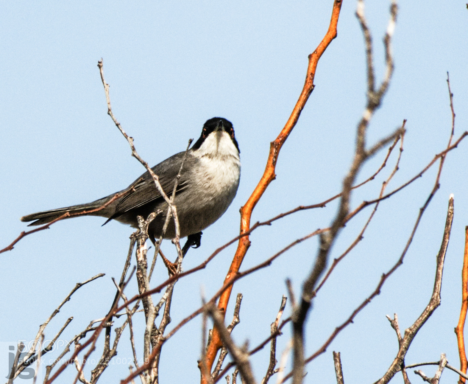 Canon EOS 77D (EOS 9000D / EOS 770D) sample photo. Bird in a tree photography