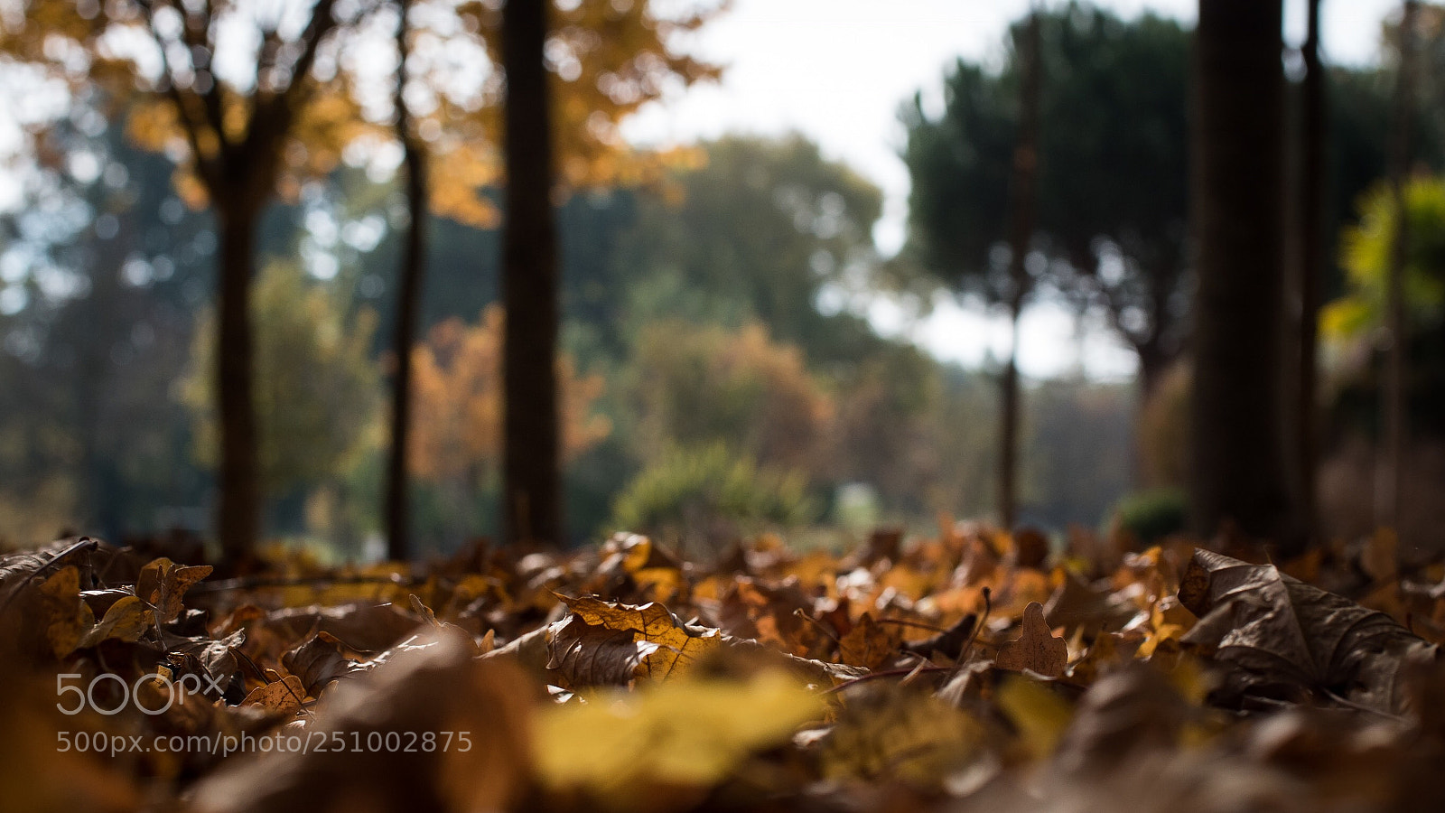 Panasonic Lumix DMC-GH4 sample photo. Walk in the woods photography