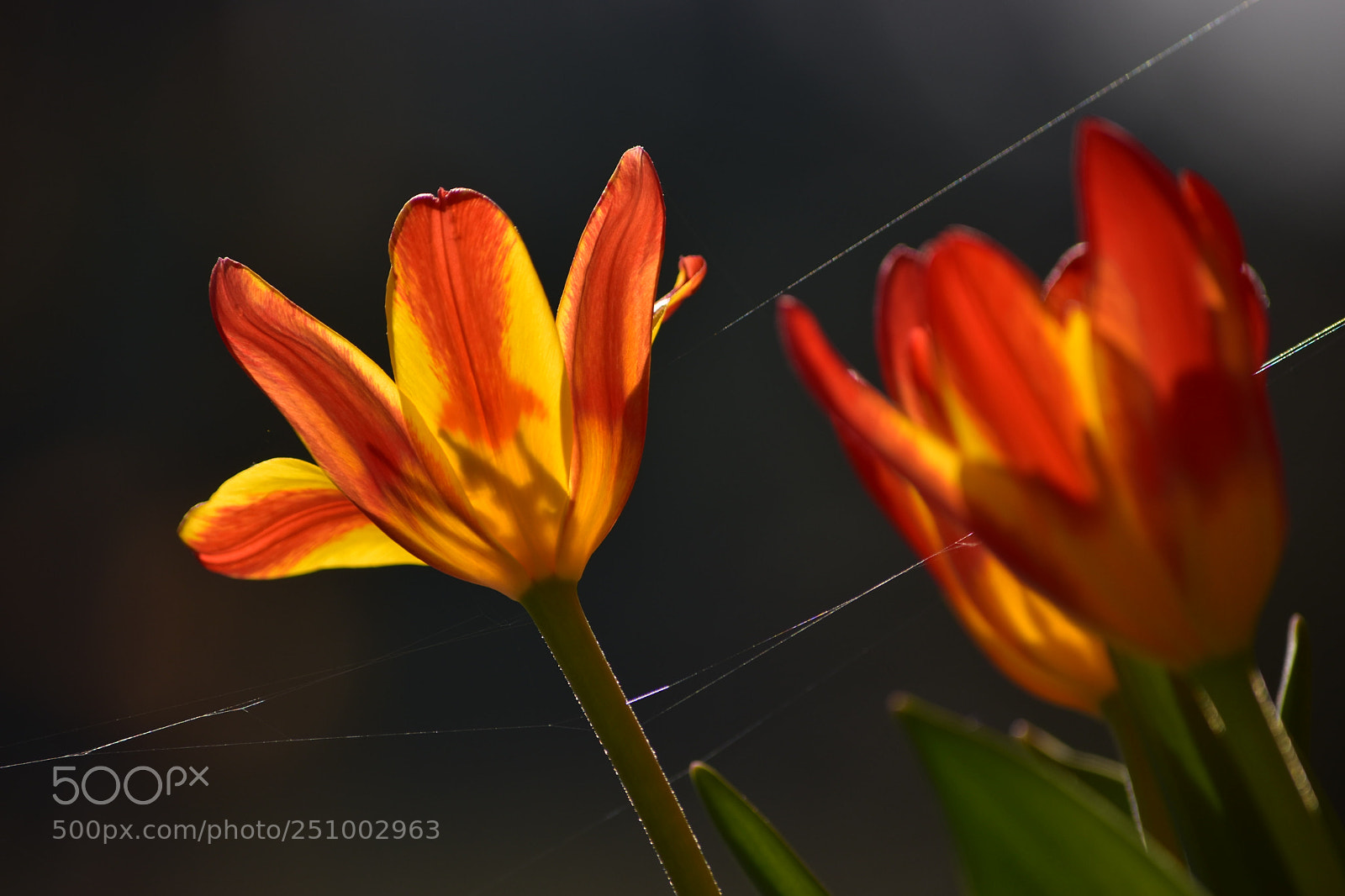 Nikon D5500 sample photo. Tulipes contre jour photography